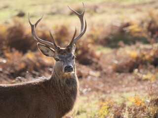 Wild deer in Bradgate Park UK