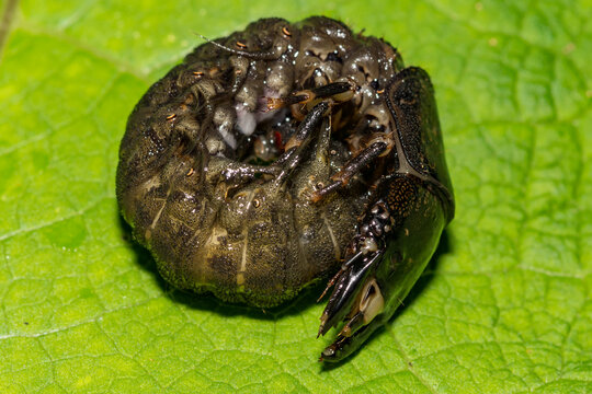 Eastern Dobsonfly Hellgrammite - Corydalus cornutus