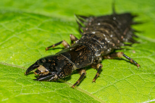 Eastern Dobsonfly Hellgrammite - Corydalus cornutus
