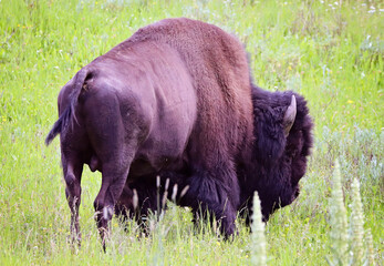 King of the Prairie