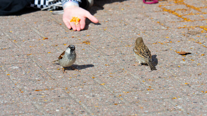 Vögel im Park am Hafen in Hamburg