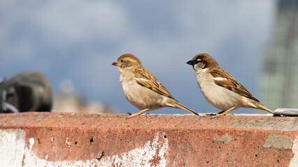 Vögel im Park am Hafen in Hamburg