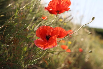 Red poppies by the road in the wind