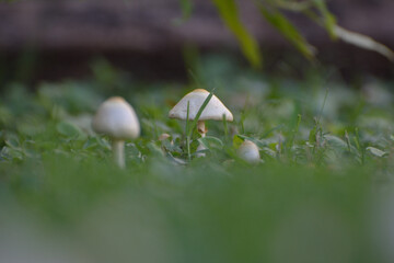 FUNGI, HONGOS, SETAS