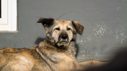 Hund liegt auf der Wiese