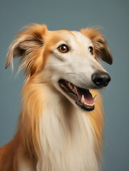 borzoi dog portrait on plain blue studio background