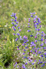 Blueweed plant in bloom in the meadow in summer, Echium vulgare, vertical photo, selective focus.