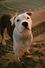  American staffordshire terrier, amstaff. Dog portrait. Big strong gray dog outdoor in summe