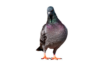 Full Body front view of pigeon bird standing and walking isolate on transparent background, PNG File format