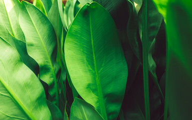 Close-up green leaves color and blurred greenery leaf in nature. Tropical foliage and overlapping leave an Abstract natural floral Background concept