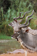 Kudu Bull, Pilanesberg National Park