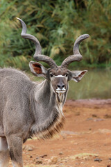 Kudu Bull, Pilanesberg National Park