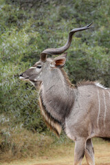 Kudu Bull, Pilanesberg National Park