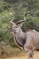Obraz na płótnie Canvas Kudu Bull, Pilanesberg National Park