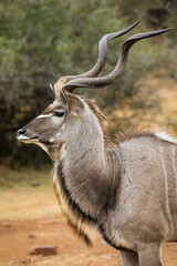 Kudu Bull, Pilanesberg National Park