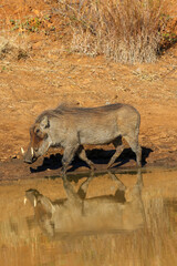 Warthog at the waterhole, Pilanesberg National Park