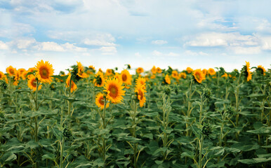 Sunflowers in a field on a bright sunny day with a bright blue sky in the background.