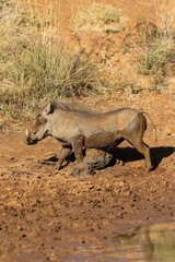 Fototapeta premium Warthog scratching belly on a rock, Pilanesberg National Park