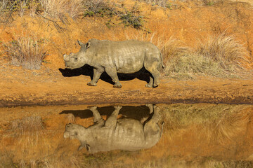 Fototapeta premium White Rhinoceros at the waterhole, Pilanesberg National Park