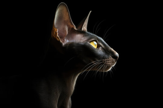 Portrait Of Cat Oriental Shorthair In Profile On Black Matte Background. Generative AI