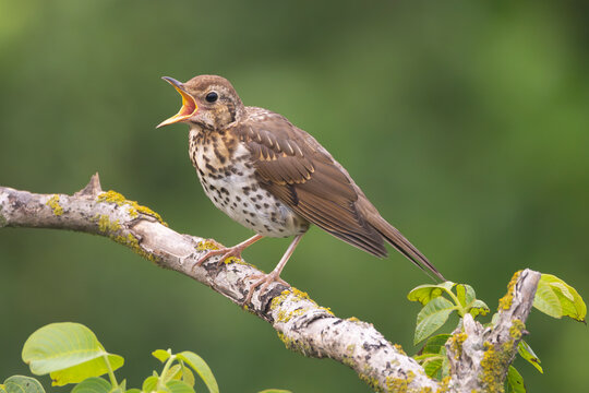 Singing song thrush - Turdus philomelos perched at green background. Photo from Ognyanovo in Dobruja, Bulgaria.	
