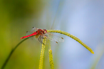 dragonfly close up in the morning light