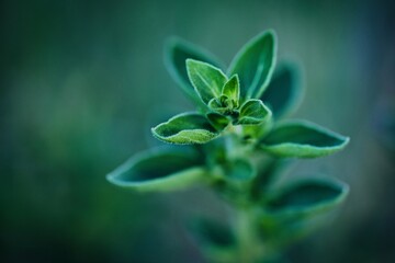 A Tiny Green Weed Close-Up