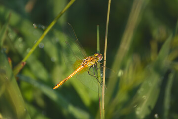 dragonfly close up in the morning light