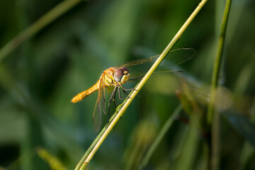 dragonfly close up in the morning light