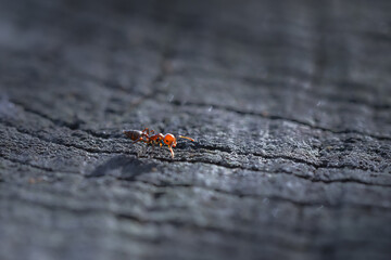 close-up red ant on tree stump in morning light