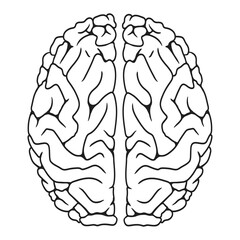 Human brain top view. Illustration on transparent background