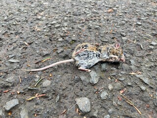 A dead mouse in close-up on the street