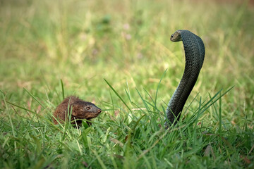 mongoose and cobra fighting