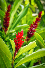 Red Ginger - Alpinia Purpurata