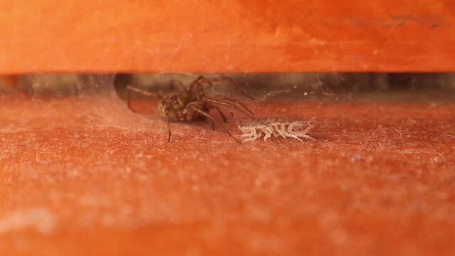 Spider comes out of its hiding place, injects an insect with poison then returns to its lair until the poison kills the prey.
predator avoids any harm might befall it during its struggle with its prey