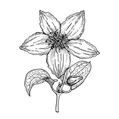 Clematis flower,graphics, isolated illustration,large,for decoration,for printing,for tableware,office and other things.