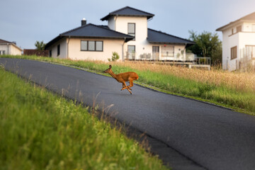 A roe deer crossing a road in the countryside of Germany in the warm light of sunset, houses in the...