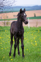 Black foal on spring blooming meadow