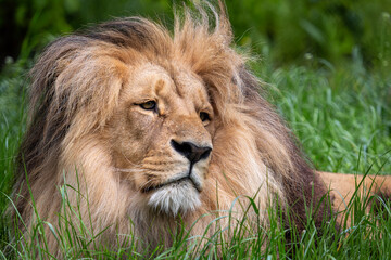 Naklejka na ściany i meble Katanga Lion or Southwest African Lion, panthera leo bleyenberghi. African lion in the grass.