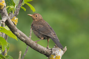 Common blackbird or Eurasian blackbird juvenile - Turdus merula perched at green background. Photo from Ognyanovo in Dobruja, Bulgaria.