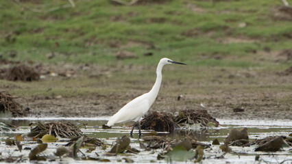 Tiruchirapalli,Tamilnadu, india-july 4 2023  White Crane Bird on the lake waiting for fish 