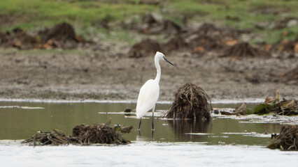 Tiruchirapalli,Tamilnadu, india-july 4 2023  White Crane Bird on the lake waiting for fish 