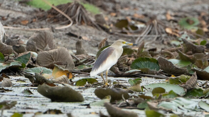 madurai,Tamilnaduindia-jily 3 2023 Javan Pond-Heronon flying