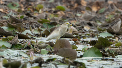 madurai,Tamilnaduindia-jily 3 2023 Javan Pond-Heronon flying