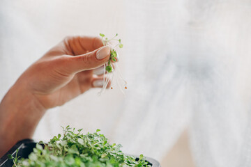 Close up of microgreens, arugula, in hands. The concept of healthy eating