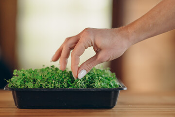 Organic microgreen early seedling grown in trays on the windowsill. Plastic reused food delivery...