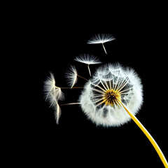 Dandelion on a black background. A few weed seeds to fly.