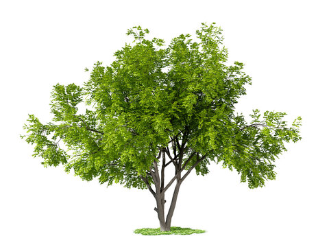 Ppppne Ree Vector Ree.png Images – Browse 431 Stock Photos, Vectors, and Video | Adobe Stock