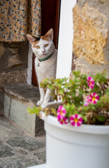 Tortoise shell cat looks from a shop doorway.
