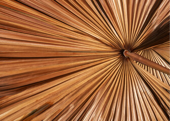Close-up photograph of the texture of a tropical striped leaf.